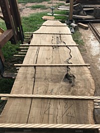 English Walnut